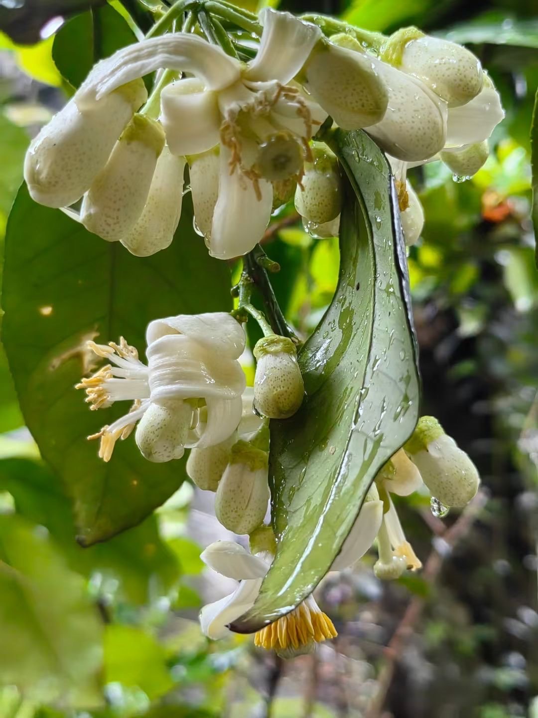 这个寺庙只接待女香客,男性会被遣!