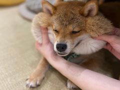 -逗柴咖啡屋·狗咖猫咖宠物桌游