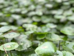 -重庆彩云湖湿地公园