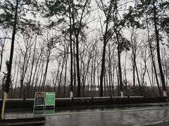 -合肥滨湖国家森林公园