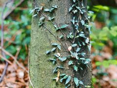 -素山寺森林公园