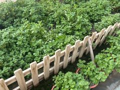 -上海都市菜园