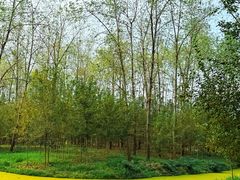 -合肥滨湖国家森林公园