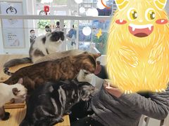-李小姐の猫咖啡馆(五角场店)
