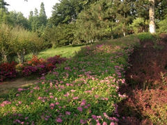 iphone_upload_pic-八大关景区