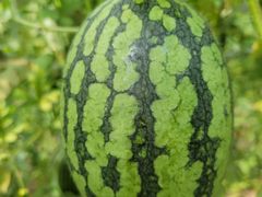 -庞各庄翠芳园西瓜蔬菜基地采摘园