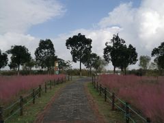 -南湖湿地公园