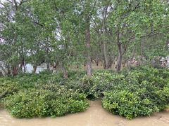 -宝安西湾红树林湿地公园