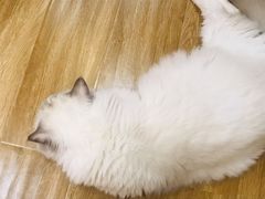 -滚猫咖啡·猫咖·猫友好撸猫(未来城店)