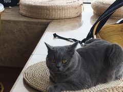 -Catmate·猫肥家润(金润铂宫店)