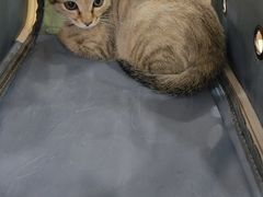 -艾贝尔宠物医院·24H转诊中心·肿瘤猫专科(江宁双龙店)