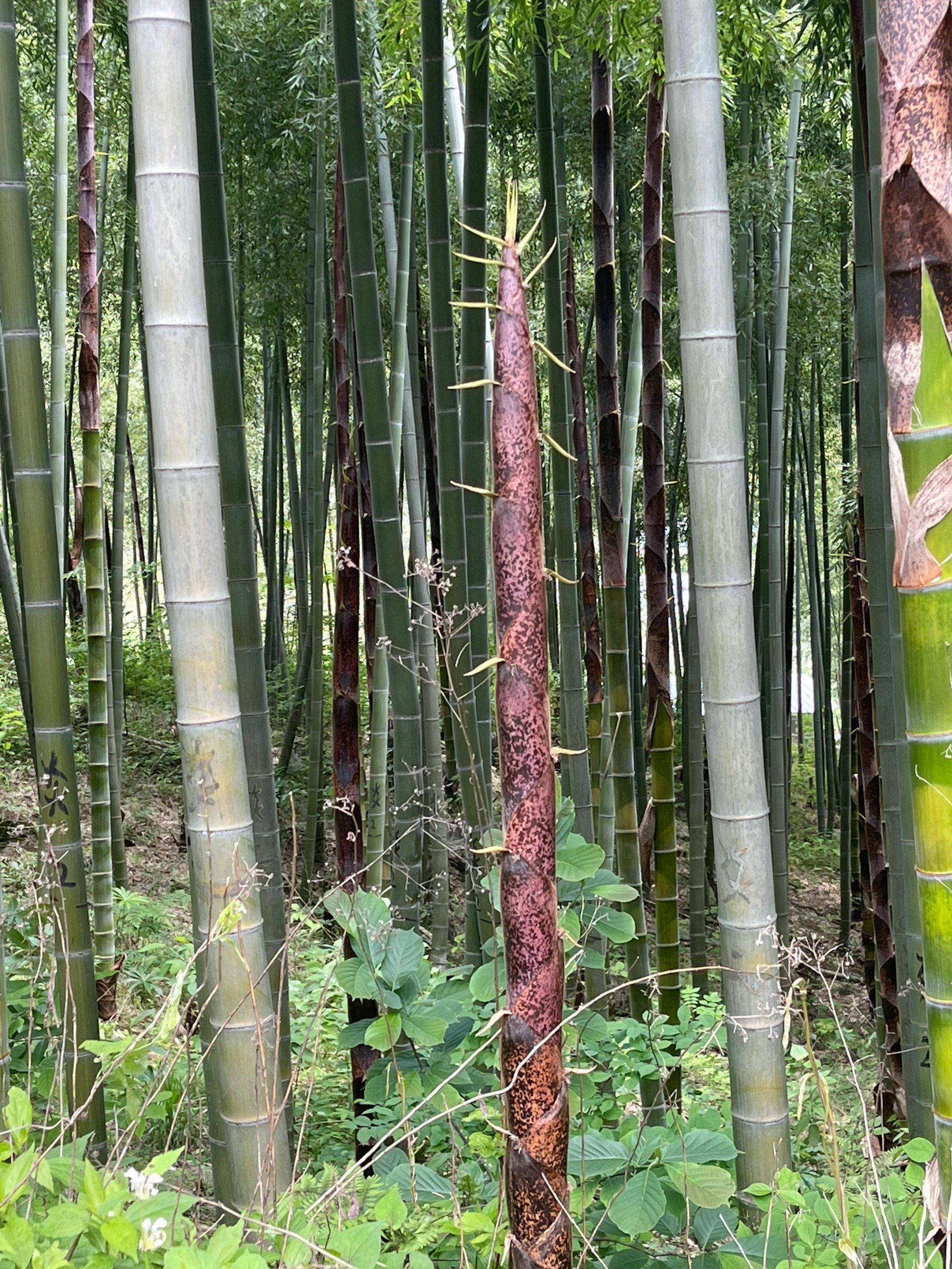 天天领红包今年的新笋,已经长大长高了