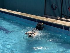 -趣玩宠物乐园寄养训犬训狗游泳池