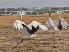 -盐城丹顶鹤湿地生态旅游区
