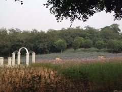 iphone_upload_pic-松山湖梦幻百花洲