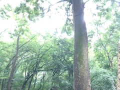 -北京上方山国家森林公园