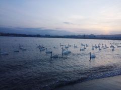 -烟墩角天鹅湖