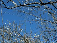 -广州市流溪河国家森林公园