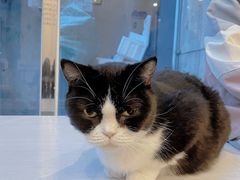 -猫咪派对(江南西店)
