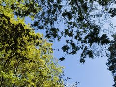 -井之头恩赐公园