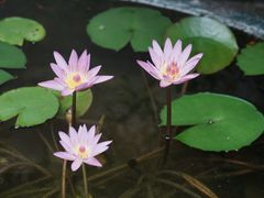 -佛山市祖庙博物馆