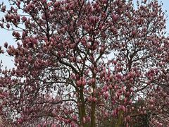 -重庆中央公园(渝北区)