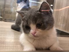 -飞行喵MR PILOT|猫舍·猫咖(静安大融城店)