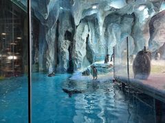 -帝企鹅自助餐厅•儿童岛•真企鹅(长隆企鹅酒店)