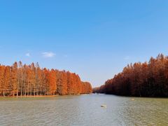 -上海海湾国家森林公园