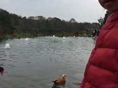 景点-成都大熊猫繁育研究基地