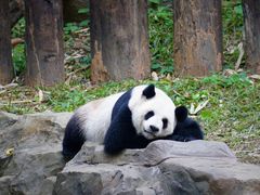 -广州长隆野生动物世界