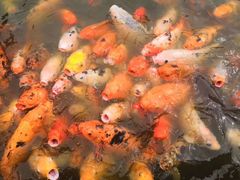-荆川公园