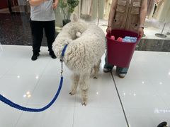 -万达广场(槐房店)