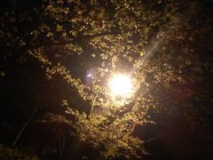 -武汉大学-樱园