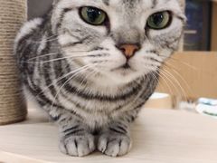 -CAT’S MEWSTAR CAFE·喵星球猫屋(晴湾咖啡店)