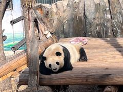 -青藏高原野生动物园