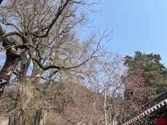 -潭柘寺景区