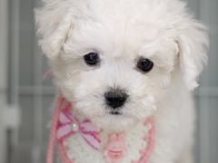 -翊宠yipet猫狗购宠庄园犬舍•猫舍