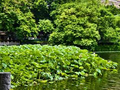 -荔湾湖公园