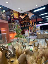 -卡通尼·Safari非洲探索乐园·生日会(金桥国际商业广场店)