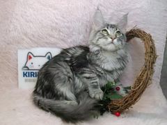 -十年猫舍·猫咪专门店(普陀店)