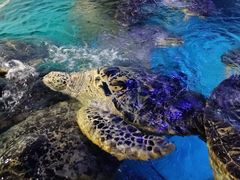 -烟台海昌鲸鲨海洋公园