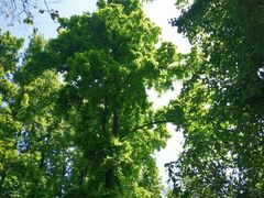 -铁山坪森林公园