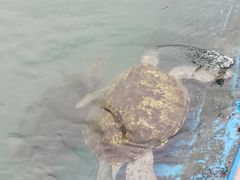 -广东惠东海龟国家级自然保护区