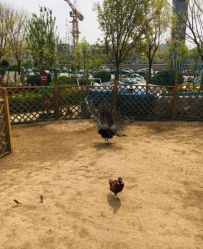 -萌宠亲子动物乐园(槐房万达店)