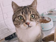 -喵屿·大理花园猫咖