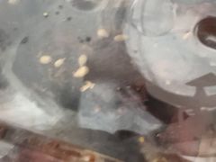 -脆皮五花肉(建东街旗舰店)