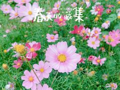 -天适樱花悠乐园
