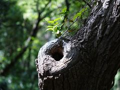 -上海佘山国家森林公园天马山园