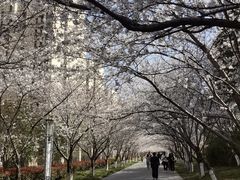 -高东镇樱花园